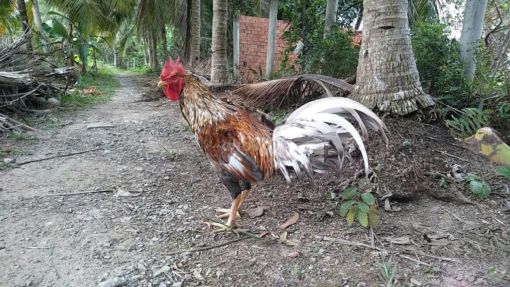 Cú 4,1Kg chạng hơn 4,5 Kg