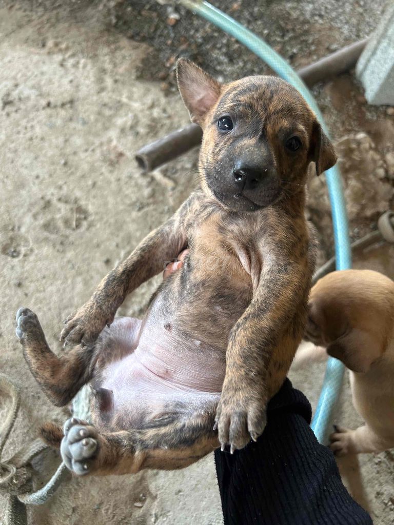 Chó Phú Quốc lai Rottweiler Đực Cái. Mua bán Chó tại Huyện Chơn Thành Bình Phước được đăng bởi Thu Hồng hình 2