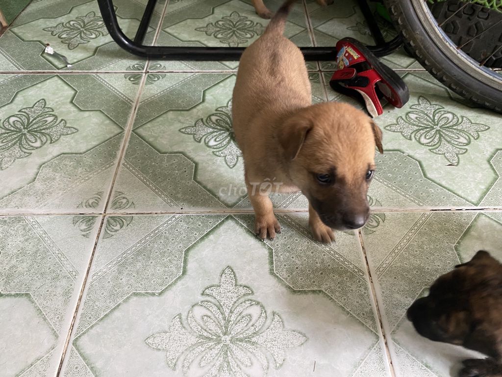 Bầy chó Phú quốc lai. Mua bán Chó tại Thành phố Tây Ninh Tây Ninh được đăng bởi Ánh Kim hình 4