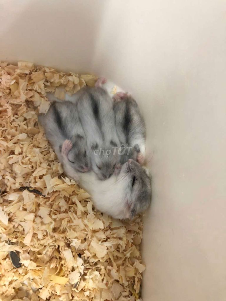 Chuột Hamster Winter White. Mua bán Thú cưng khác tại Quận Cái Răng Cần Thơ được đăng bởi Hammie Heamster hình 1