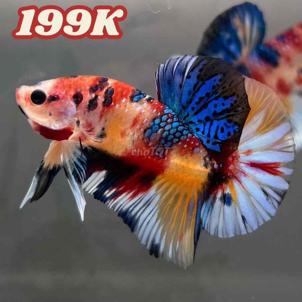 Cá Betta Koi Metallic. Mua bán Thú cưng khác tại Quận 7 Tp Hồ Chí Minh được đăng bởi Betta SaiGon hình 1