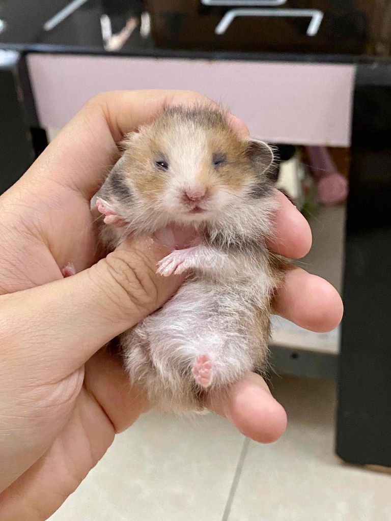 Hamster tạng to thái gen chuẩn