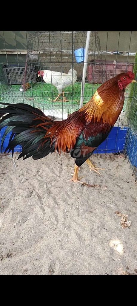 điều vàng 2k7 mấy . Mua bán Gà tại Huyện Châu Phú An Giang được đăng bởi văn tài  hình 1