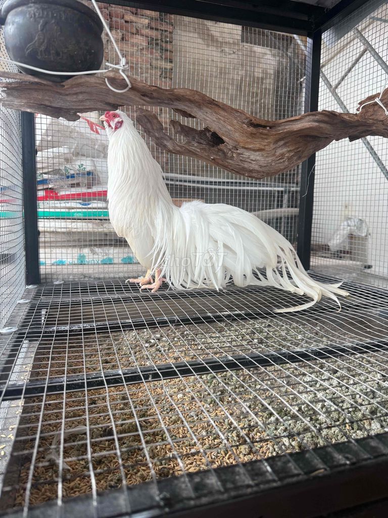 Gà tre Tân Châu Trắng Đực. Mua bán Gà tại Huyện Phú Xuyên Hà Nội được đăng bởi MrTony hình 1