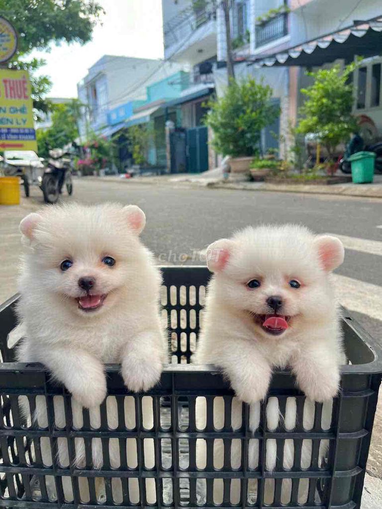 Chó Phốc Sóc Trắng. Mua bán Chó tại Quận Cẩm Lệ Đà Nẵng được đăng bởi Anh Pet Shop hình 1