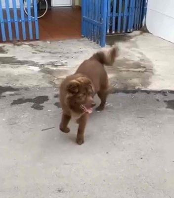 Chó Bắc Hà Đực Nâu