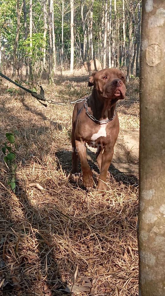 Chó Pitbull đực 2 tuổi. Mua bán Chó tại Huyện Trảng Bom Đồng Nai được đăng bởi Trần Văn lưu hình 1