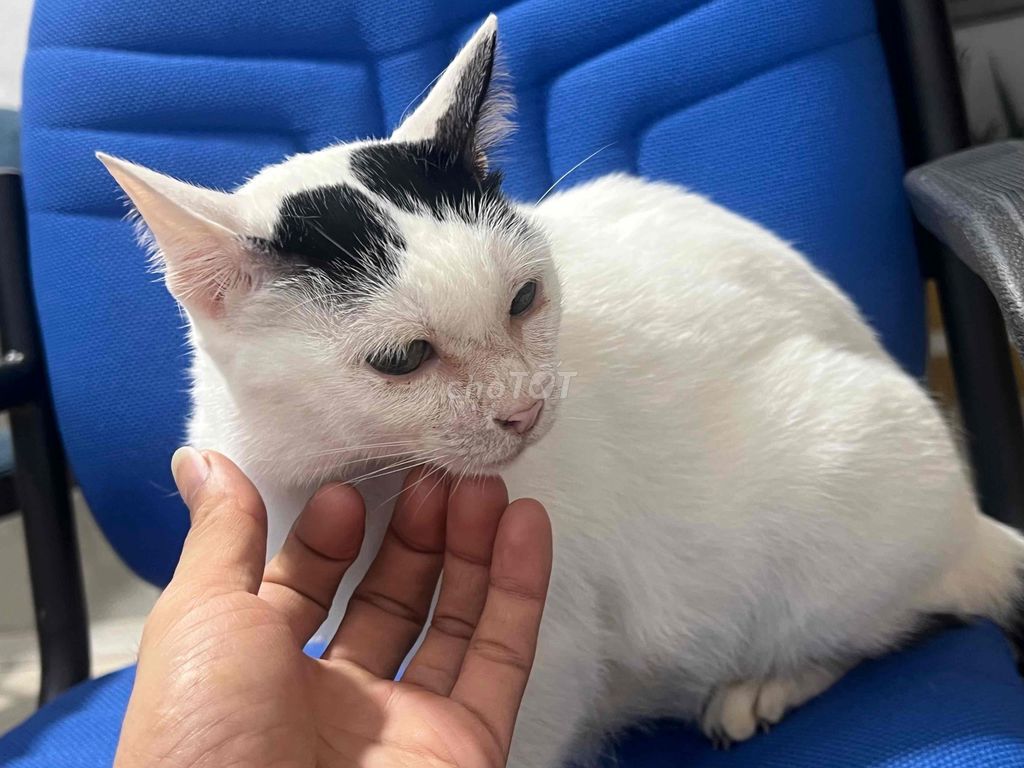 Mèo Anh lai ta trắng đen 2 tuổi. Mua bán Mèo tại Quận 8 Tp Hồ Chí Minh được đăng bởi Đình Tuyển Eyebrow Transplant hình 1