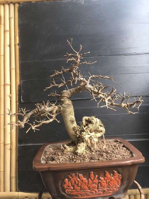 Duối bonsai già đanh