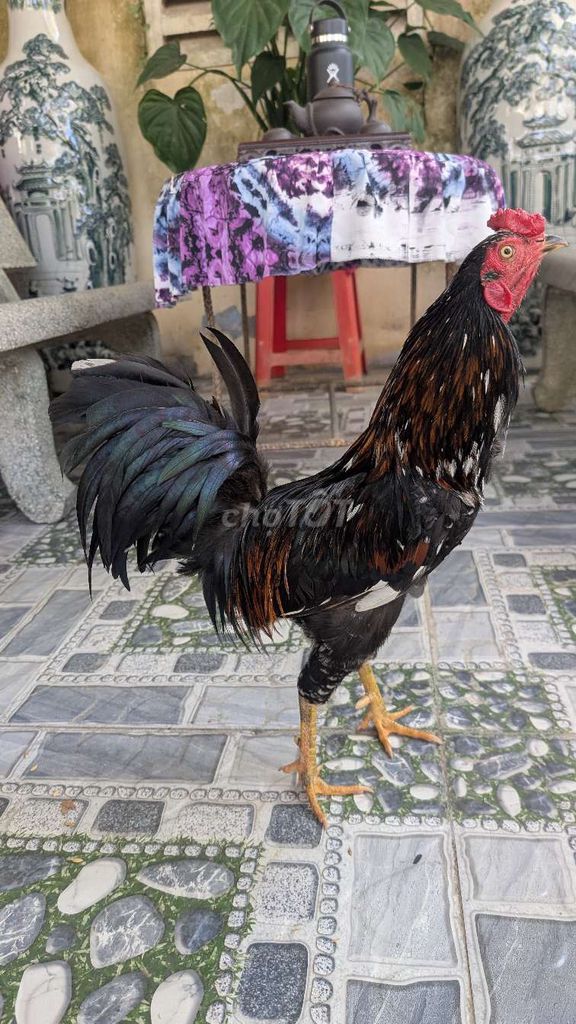 Gà tre lai Kelso + Jap 13 tháng. Mua bán Gà tại Huyện Bình Đại Bến Tre được đăng bởi Hai Lúa hình 1