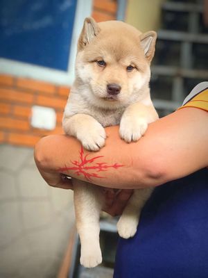 Chó Mông Cộc Đực Vàng Bạc Má + Lưỡi Đốm Nhiều 50%