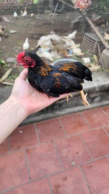 Gà tre bắc cộc