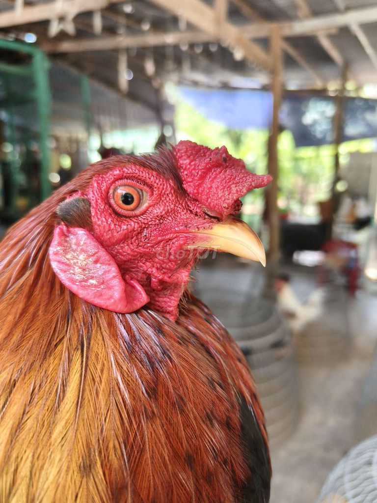 điều lai 2kg5 lẽ tay tốt. Mua bán Gà tại Huyện Chợ Mới An Giang được đăng bởi Thắng gà đá long xuyên hình 1