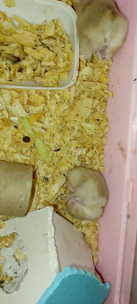 Baby vừa xa mẹ. Mua bán Thú cưng khác tại Thành phố Thuận An Bình Dương được đăng bởi Nguyễn Giang hình 2