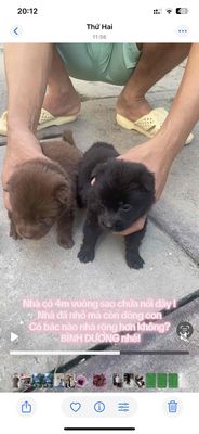 mông cộc, khoẻ ăn dể, thông minh. Mua bán Chó tại Thành phố Thủ Dầu Một Bình Dương được đăng bởi Trương Kiệt
