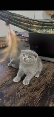 Mèo tai cụp Xám lông mềm mượt