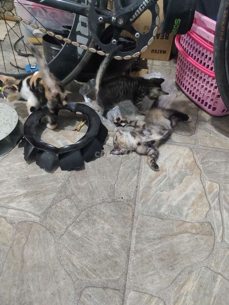 Mấy e mẻo cần tìm chủ mới. Mua bán Mèo tại Quận Ba Đình Hà Nội được đăng bởi Hiếu hình 1