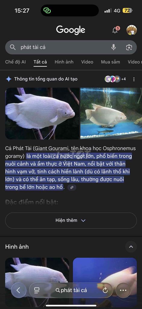 Tìm Cá Phát Tài. Mua bán Thú cưng khác tại Quận Hải Châu Đà Nẵng được đăng bởi Lan hình 1