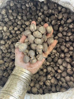 Sò huyết kí100k. Mua bán Đồ ăn, thực phẩm và các loại khác tại Huyện Củ Chi Tp Hồ Chí Minh được đăng bởi Lâm Đình Nghi