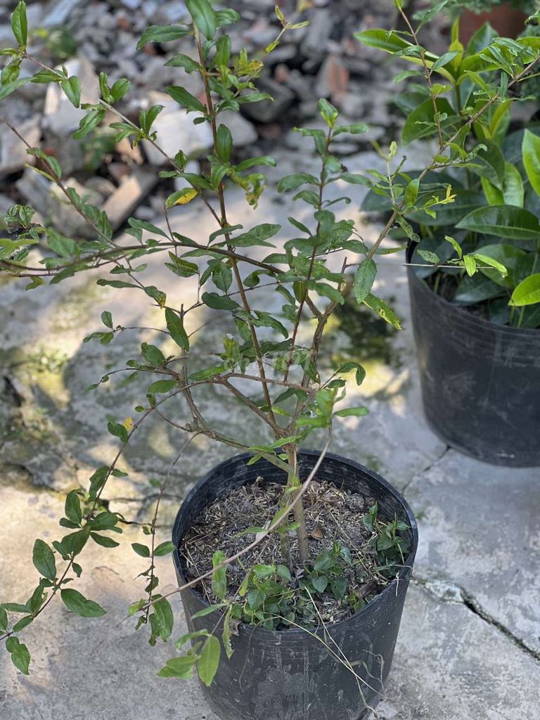 Cây lựu đỏ Ấn Độ đã ra hoa trồng chậu. Mua bán Cây cảnh, đồ trang trí tại Quận Cái Răng Cần Thơ được đăng bởi ken nguyễn  hình 1