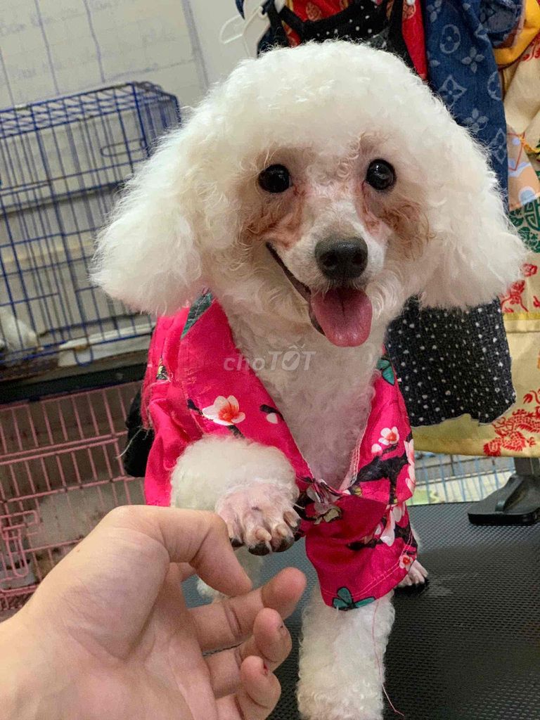 Chó Poodle Trắng Thân thiện Thông minh. Mua bán Chó tại Quận Bình Tân Tp Hồ Chí Minh được đăng bởi Sang Tony hình 1