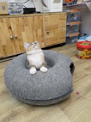 Mèo lông dài. Golden lai ragdoll. Mua bán Mèo tại Quận Gò Vấp Tp Hồ Chí Minh được đăng bởi material