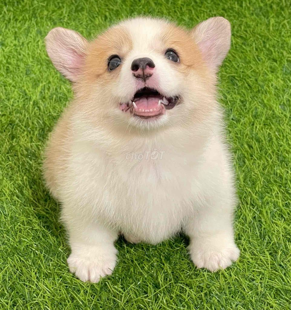 Chó Corgi Trắng nâu Đực cái Đã tiêm phòng. Mua bán Chó tại Huyện Thanh Trì Hà Nội được đăng bởi Nguyễn Longg hình 1