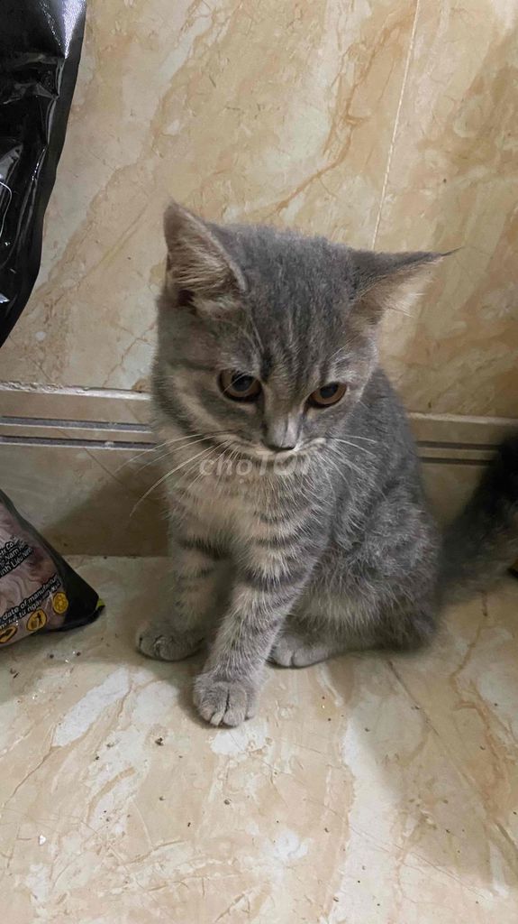 Mèo Aln chân lùn xám vằn 3 tháng. Mua bán Mèo tại Huyện Bình Chánh Tp Hồ Chí Minh được đăng bởi Ngọc Thạch Nguyễn hình 1