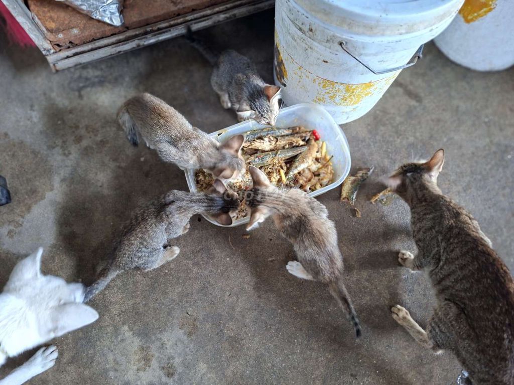 Mèo mướp con. Mua bán Mèo tại Quận Hải Châu Đà Nẵng được đăng bởi lê đặng tâm hình 1