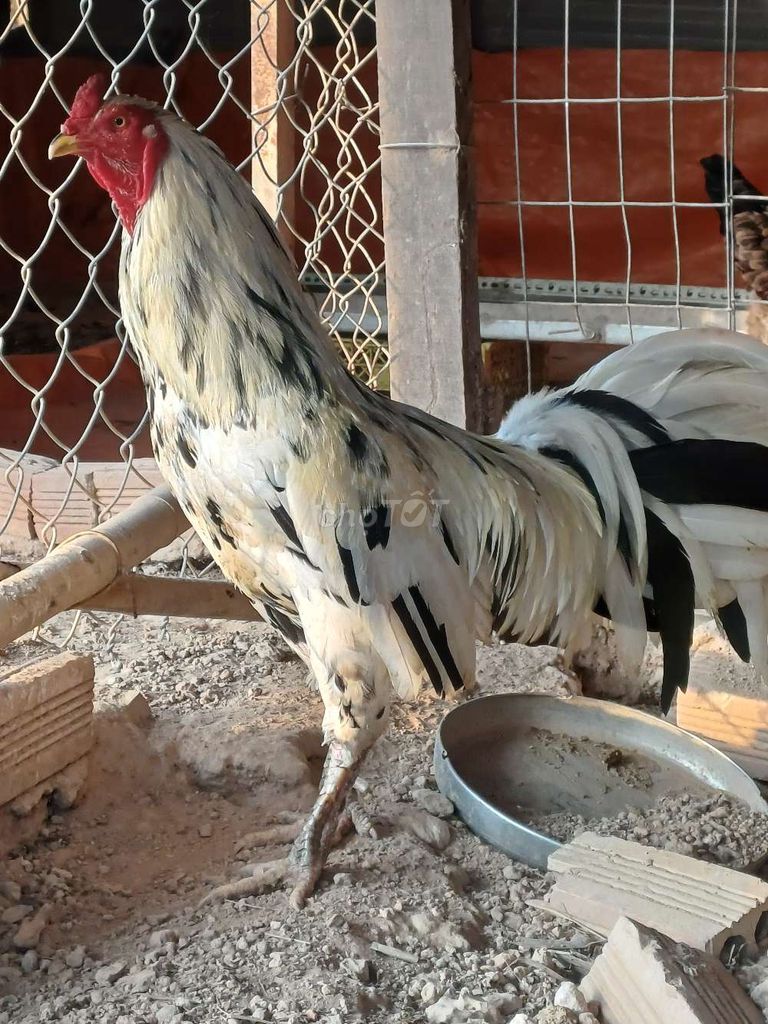 Gà trống 3.6kg. Mua bán Gà tại Huyện Trảng Bom Đồng Nai được đăng bởi nguyen xuan bac  hình 1