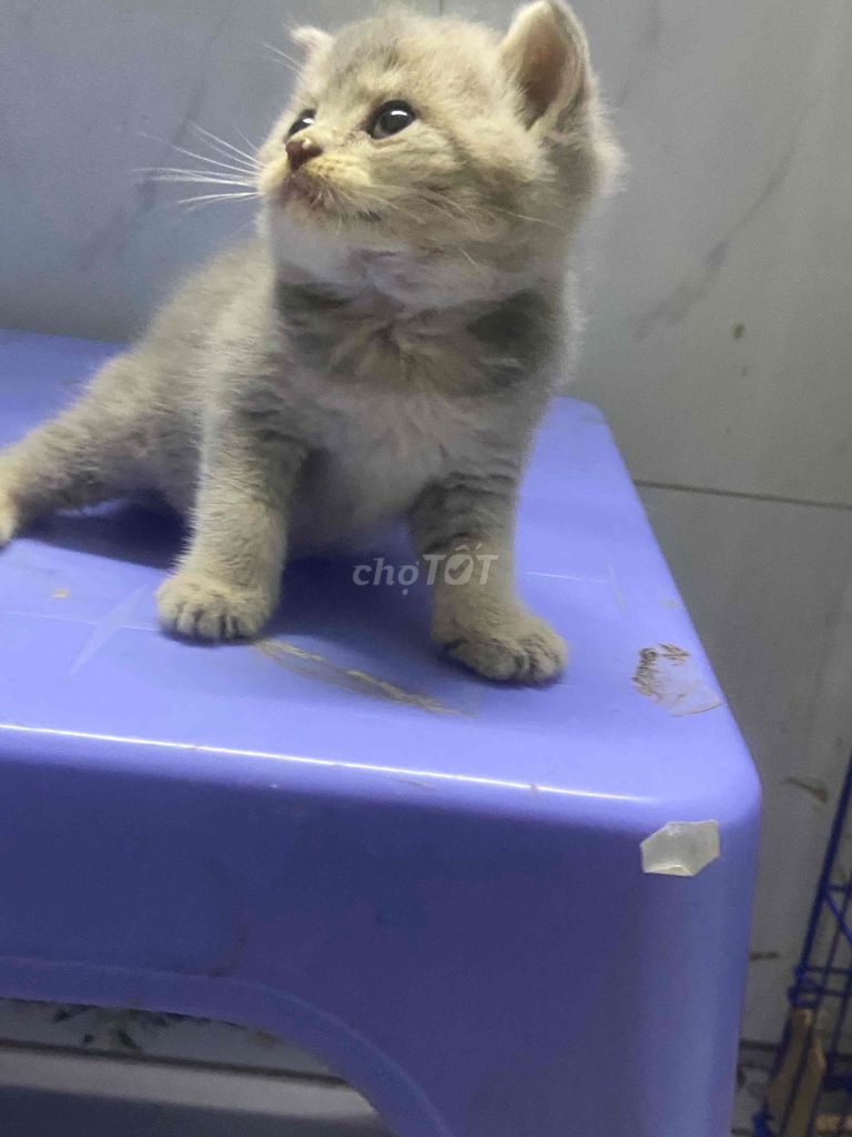 tim sen gap. Mua bán Mèo tại Quận 7 Tp Hồ Chí Minh được đăng bởi NGUYEN MINH TOAN hình 1