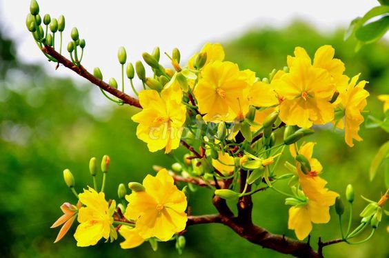 Bán 2 gốc Mai vàng 5 cánh - 27 năm. Mua bán Cây cảnh, đồ trang trí tại Thành phố Long Khánh Đồng Nai được đăng bởi Ms Uyễn Hoàng hình 1