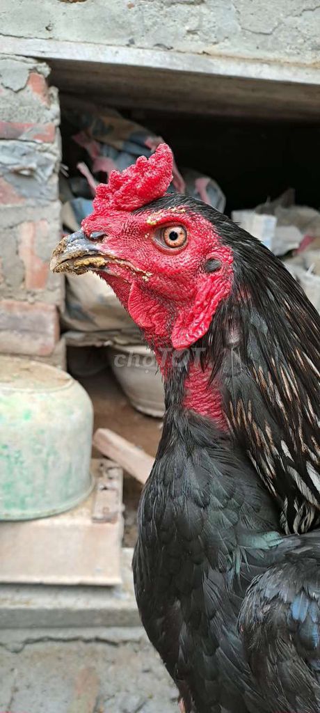 Gà chọi 2.8kg đực 10 tháng. Mua bán Gà tại Huyện Phúc Thọ Hà Nội được đăng bởi Bông Hồng Xanh hình 1