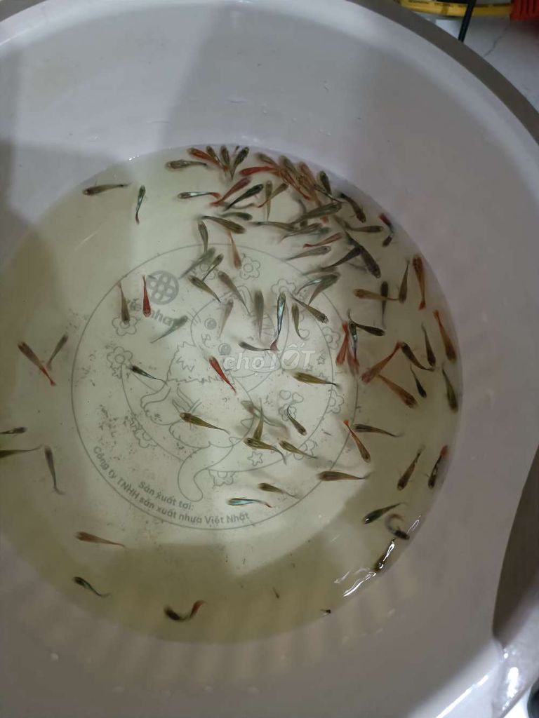 Cá bảy màu đa sắc khỏe mạnh hồ thủy sinh. Mua bán Thú cưng khác tại Huyện Thanh Trì Hà Nội được đăng bởi Hiệp Lê Ngọc hình 1