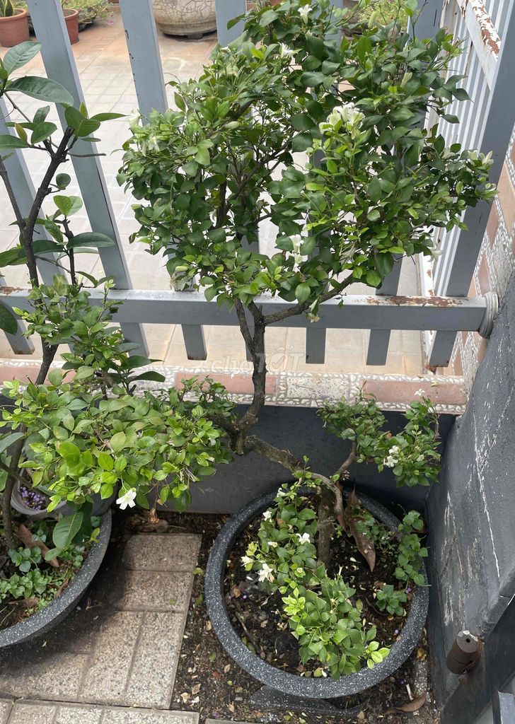 Cây cảnh Nguyệt quế cao 1m4. Mua bán Cây cảnh, đồ trang trí tại Thành phố Bà Rịa Bà Rịa - Vũng Tàu được đăng bởi jenna nguyen hình 1