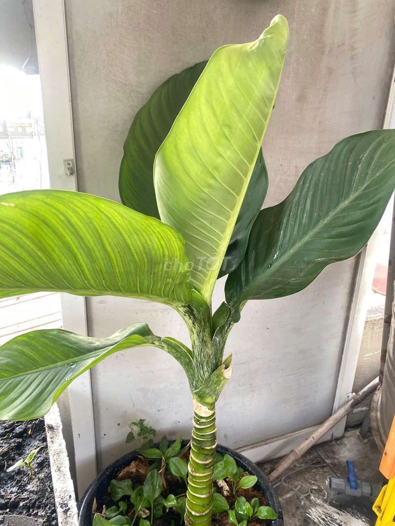 Cây cảnh Đại phú gia thu hút tài lộc. Mua bán Cây cảnh, đồ trang trí tại Quận Bình Tân Tp Hồ Chí Minh được đăng bởi Thảo hình 1