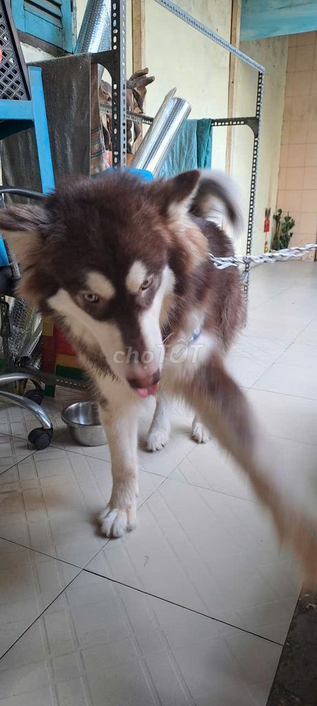 Chó Alska, cái, Nâu. Mua bán Chó tại Quận 5 Tp Hồ Chí Minh được đăng bởi Tên chưa cung cấp hình 1