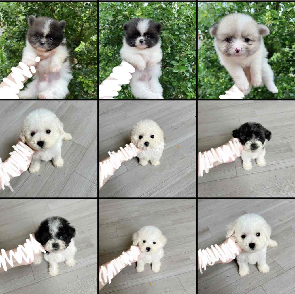 poodle, phóc sóc, pom, đủ màu, tini, teacup, có BH