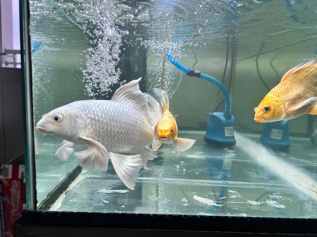 Phi Tần Trắng 25-30cm râu rồng. Mua bán Thú cưng khác tại Thành phố Thuận An Bình Dương được đăng bởi CĐ 5555 hình 1