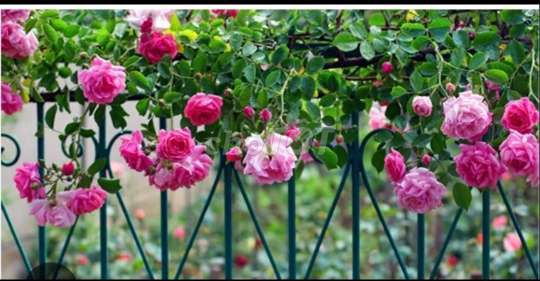 Cây hoa hồng ❤️chuyên leo giàn💚, cổng, vòm💚