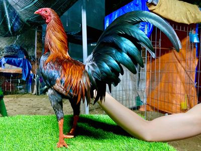 Điều siu mỹ 1k360 zin tay đặc. Mua bán Gà tại Quận 8 Tp Hồ Chí Minh được đăng bởi  Hiền Gà lai