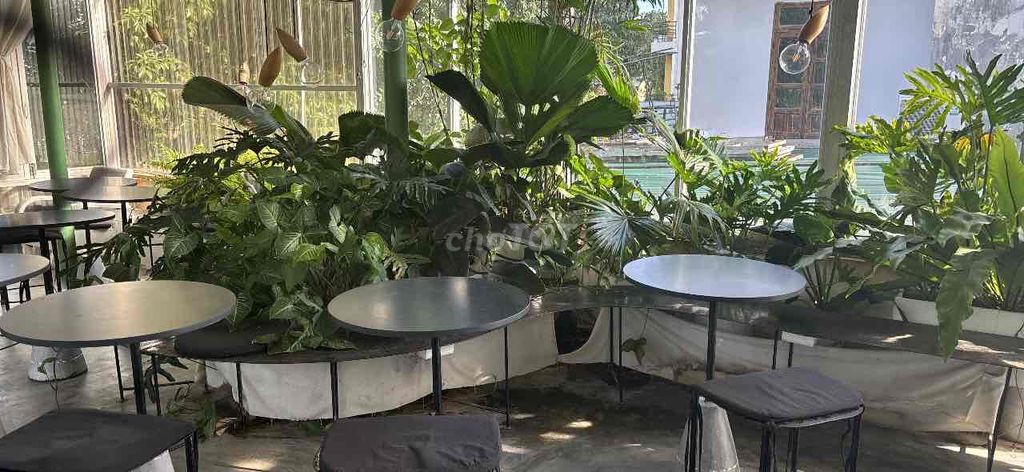 Cây cảnh xanh lá. Mua bán Cây cảnh, đồ trang trí tại Thành phố Huế Thừa Thiên Huế được đăng bởi Phan Anh hình 1