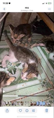 cho tặng mèo tam thể. Mua bán Mèo tại Huyện Hóc Môn Tp Hồ Chí Minh được đăng bởi Truong duy