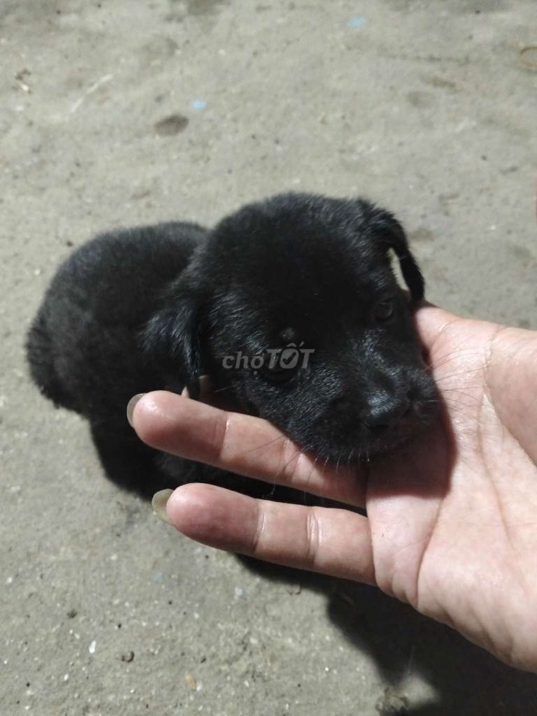 Chó cỏ cái màu Nâu Đen. Mua bán Chó tại Huyện Củ Chi Tp Hồ Chí Minh được đăng bởi Hải Dương hình 1