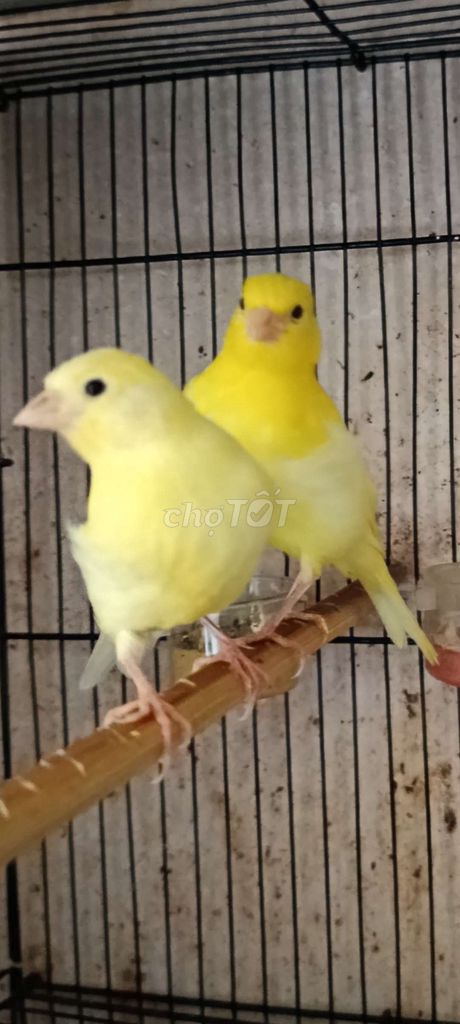 Chim Yến tơ trống mái màu Vàng. Mua bán Chim tại Quận 12 Tp Hồ Chí Minh được đăng bởi Trâm Nguyên Hoang hình 1