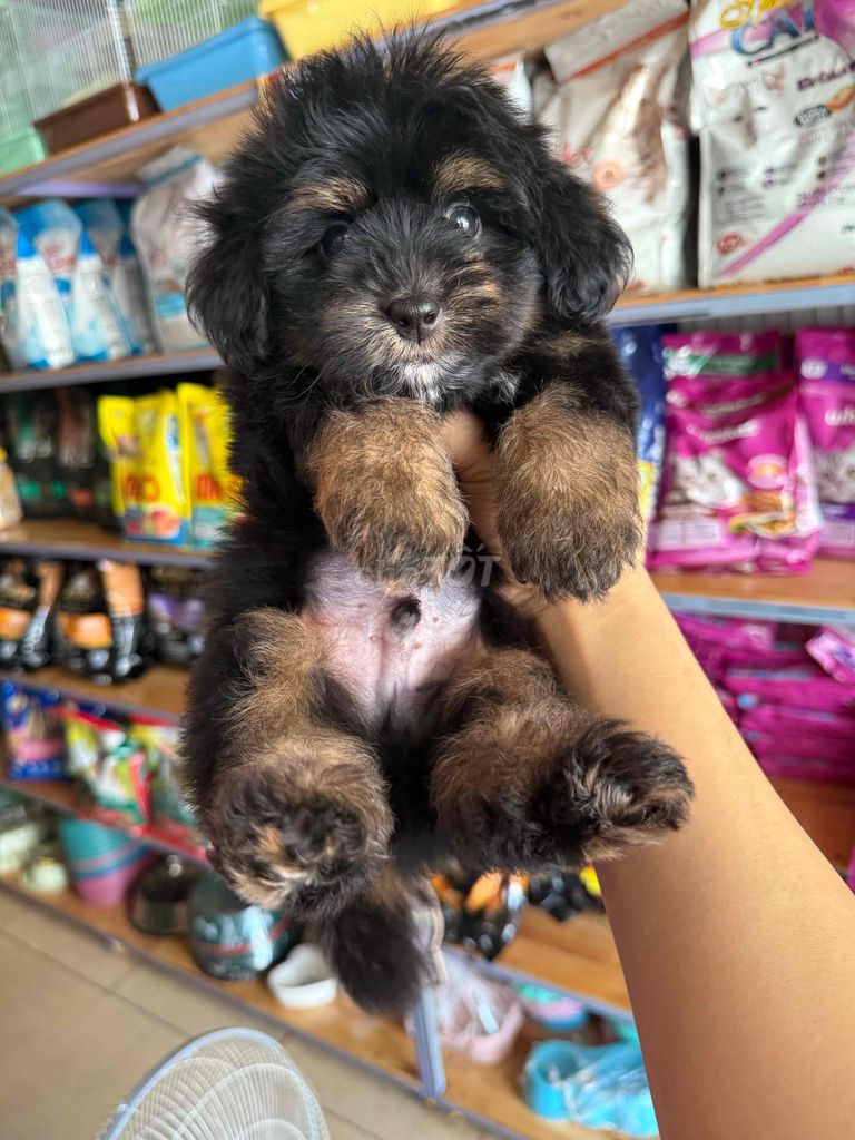 Bầy cún Poodle F1 siêu cute. Mua bán Chó tại Thành phố Buôn Ma Thuột Đắk Lắk được đăng bởi Khoa hình 2