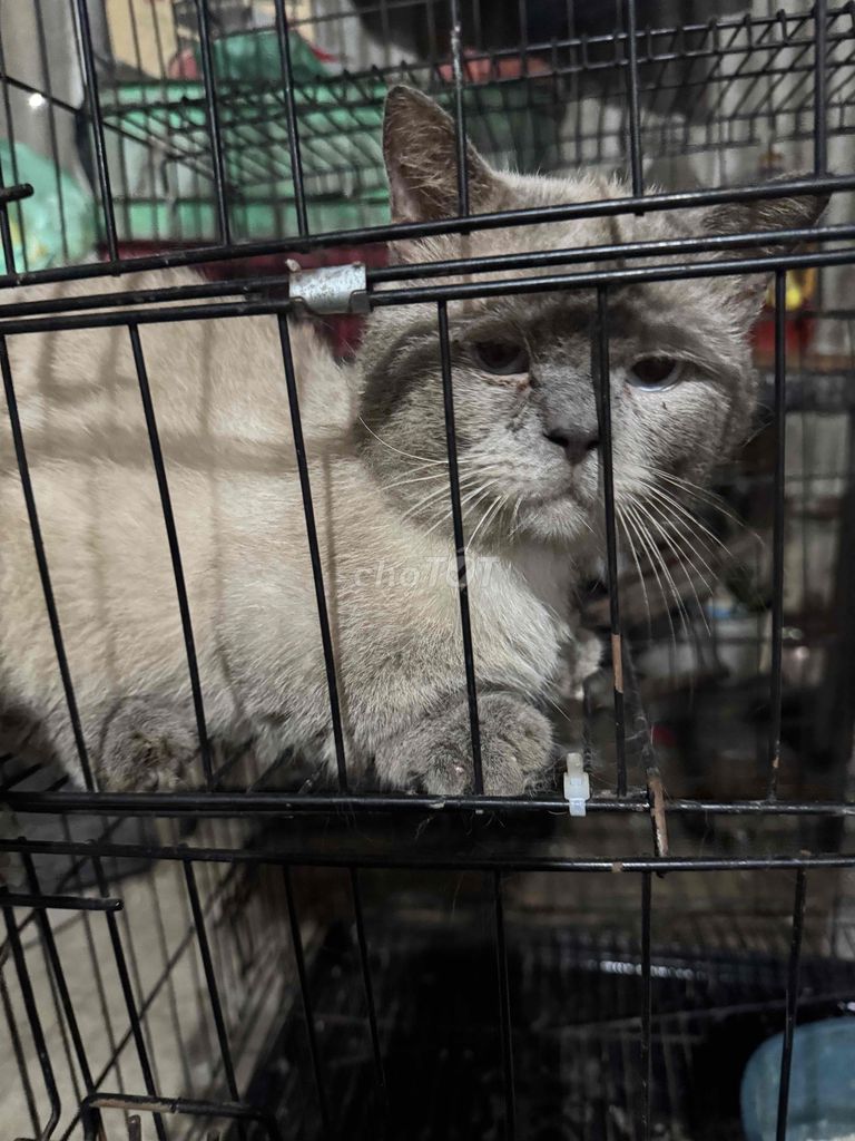 Mèo Hima lông ngắn chân lùn đực chưa thiến