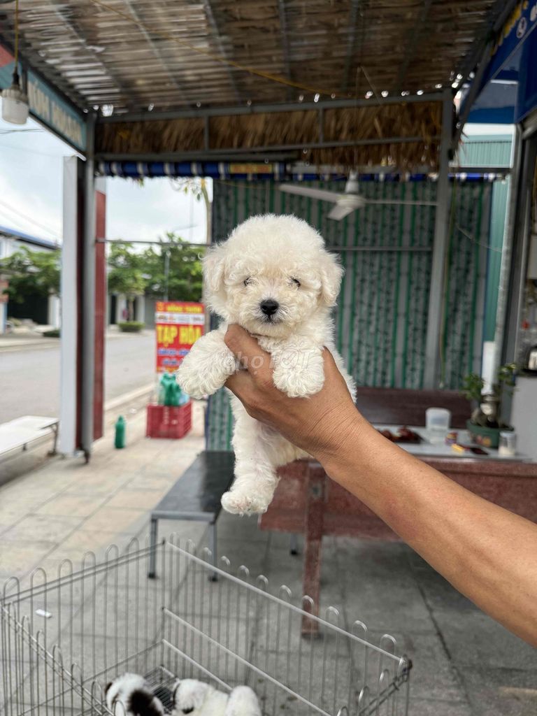 Chó Poodle trắng 2 tháng 1 mũi. Mua bán Chó tại Huyện Cẩm Giàng Hải Dương được đăng bởi Đào Thị Phương hình 1
