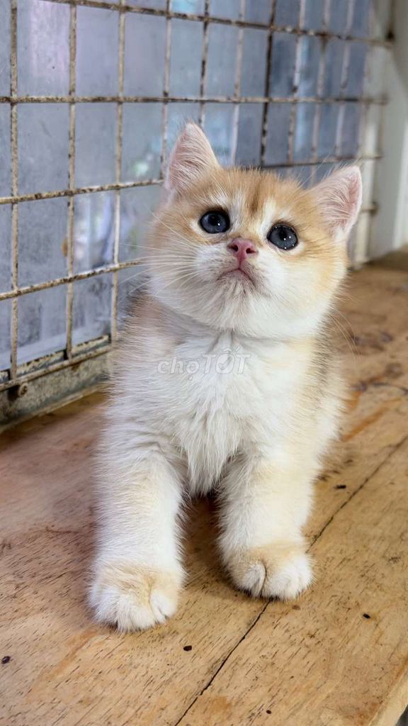 Mèo Golden Tabby hơn 2 tháng 1 mũi vắc xin. Mua bán Mèo tại Quận Gò Vấp Tp Hồ Chí Minh được đăng bởi Long hình 1