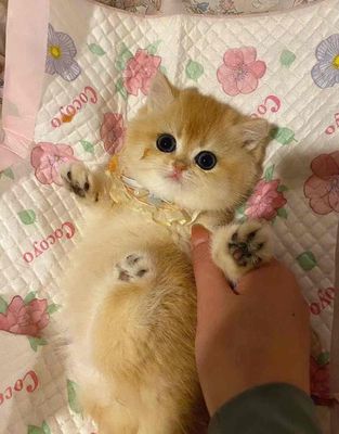 Mèo Golden NY12 đã tiêm ngừa